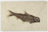 5.3" Detailed Fossil Fish (Knightia) - Wyoming - #203190-1
